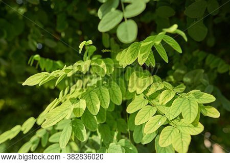 Pale Green Foliage On A Black Background
