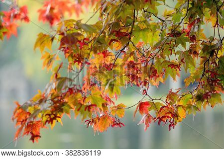 Close Up Of Red Leaves On A Japanese Maple (acer Japonicum) Tree.