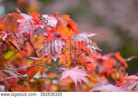 Japanese Maple (acer Japonicum)