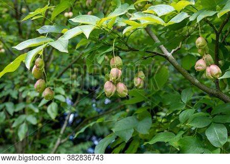 Bladder Nut (staphylea Pinnata) Tree