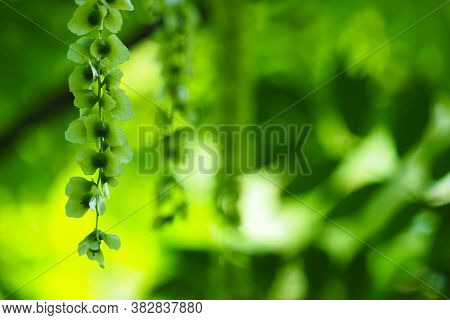 Green Branches Of Pterocarya Fraxinifolia Tree In Park
