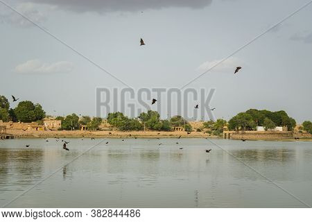 Bats Flying Over A Lake In The Evening