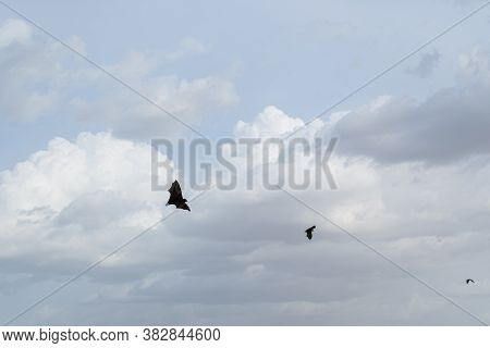 Bats Flying Free In The Sky At Sunset