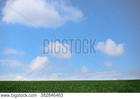 White Fluffy Clouds Over Green Soybeans. Soybean Field In Summer. Lanshaft With Legumes For Vegetari