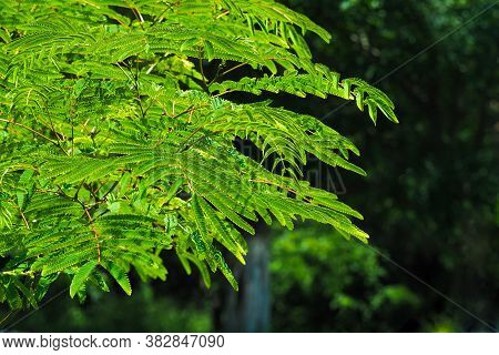 Green Leaves Of Acacia Pennata, Senegalia Pennata