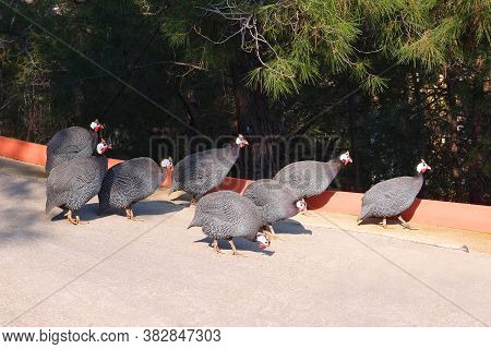 Helmeted Guineefowl Birds Or Guinea Fowl Go Along The Road, Numida Meleagris
