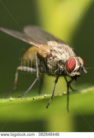 Macro Shot Of Flesh Fly On The Leaf. Sarcophagidae.