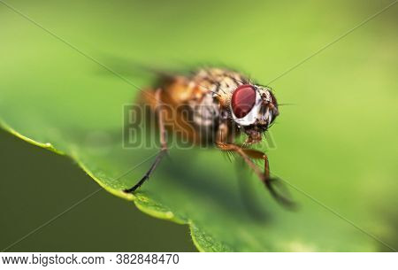 Macro Shot Of Flesh Fly On The Leaf. Sarcophagidae.
