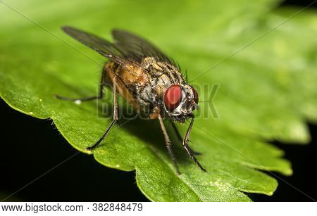 Macro Shot Of Flesh Fly On The Leaf. Sarcophagidae.