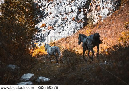 Mountain Scenery With A Shallow Depth Of Field And A Selective Focus On A White-spotted Horse Runnin