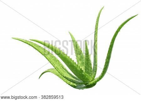 Aloe Vera Plant Isolated On White Background With Clipping Paths For Graphic Design. Tropical Plants