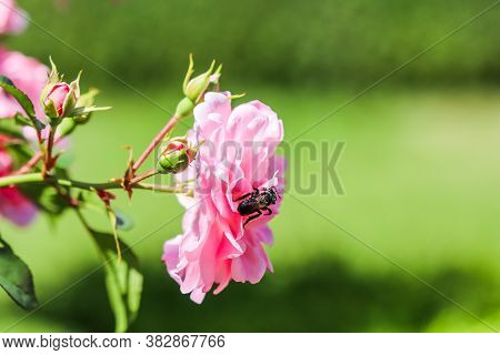 Soft Pink Rose Bonica With Buds In The Garden. Perfect For Background Of Greeting Cards For Birthday