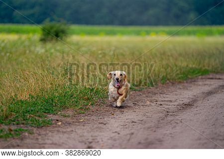 Cute Fluffy Dog Running Outdoor. Happy Walk Of A Dog. Dog Playing In Field. Small Breeds.