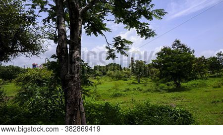 A Closeup View Of Green Landscape In Gulbarga University Campus