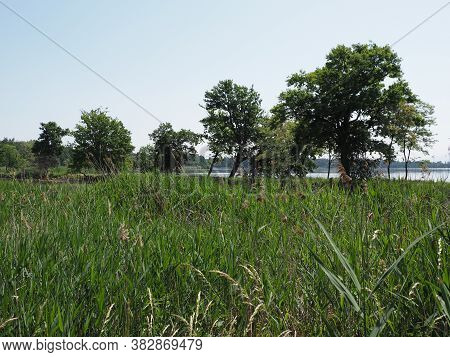 Reed And Trees On Landscapes Of Breeding Pond In European Goczalkowice Town At Silesian District In 