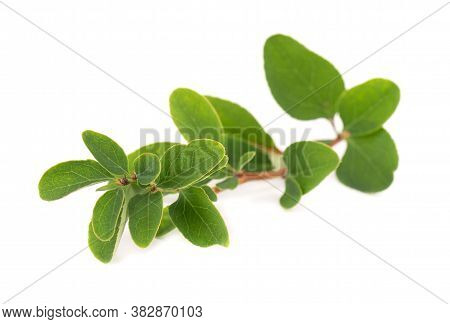 Boxwood Branch Isolated On White Background. Green Boxwood Sprig. Buxus With Clipping Path.