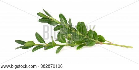 Boxwood Branch Isolated On White Background. Green Boxwood Sprig. Buxus With Clipping Path.