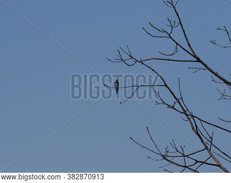 Swallow Sits On Tree In European Goczalkowice Town At Silesian District In Poland, Clear Blue Sky In