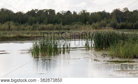 Swamp With Reeds With Forest In The Background. High Bog With Forest In The Background