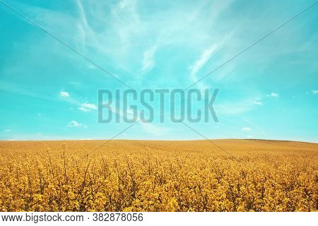 Brassica Napus. Plant For Green Energy And Oil Industry, Springtime Golden Flowering Field. Golden F