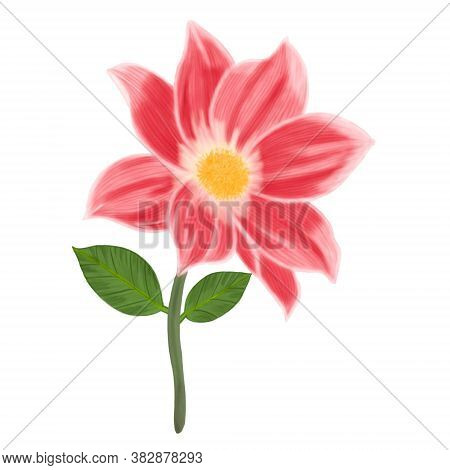 Beautiful Red Dahlia Flower Isolated On White Background Illustration Procreate