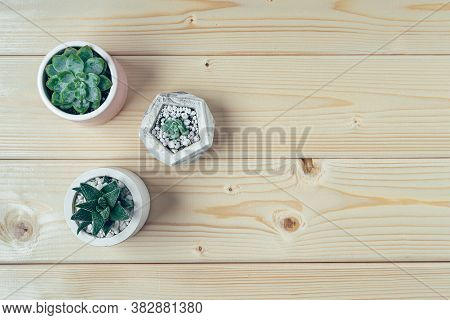 Succulents And Sprouts In A Concrete Pot On A Wooden Table Background. Pachyphytum And Aloe Vera. Fl