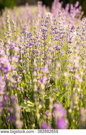Lavender Bushes Closeup On Sunset. Detail Of Blossoming Lavender Fields.