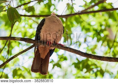 Pink Pigeon In Black River Park Of Mauritius