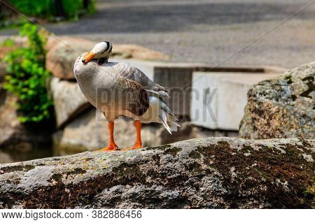 Bar-headed Goose (anser Indicus) Standing On A Stone