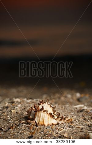 Shell på stranden