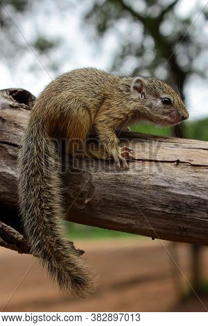 New Born African Tree Squirrel Sitting On A Branch, Greater Kruger National Park.