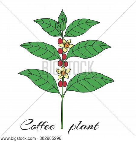 Organic Collection. Vector Graghic Illustration With Coffee Plant On A White Background