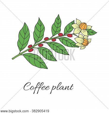 Organic Collection. Vector Graghic Illustration With Coffee Plant On A White Background