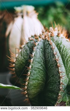 Astrophytum Ornatum Cactus Plant In The Garden, Close-up. High Quality Photo