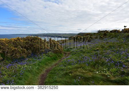 Beautiful Blooming Wildflowers Along The Sea Cliffs In England.