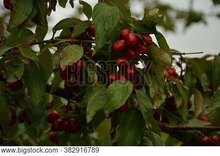 Red Cornel Berries Hang On A Branch.many Rich Cornelian Cherry On The Green Bush
