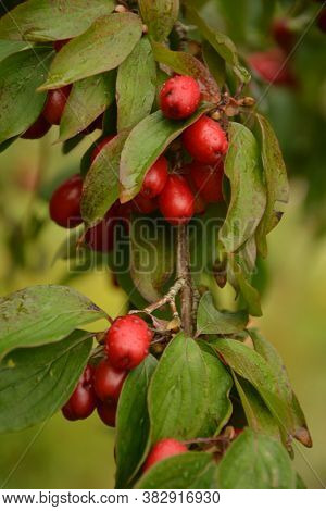 Red Cornel Berries Hang On A Branch.many Rich Cornelian Cherry On The Green Bush