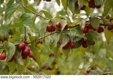 Red Cornel Berries Hang On A Branch.many Rich Cornelian Cherry On The Green Bush