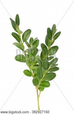 Boxwood Branch Isolated On White Background. Green Boxwood Sprig. Buxus With Clipping Path.