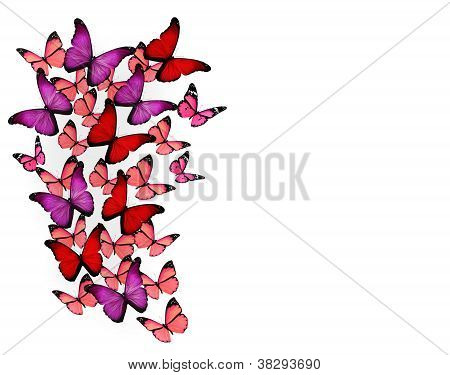 Buterflies แตกต่างกันมาก แยกต่างหากบนพื้นหลังสีขาว
