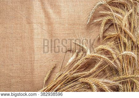 Wheat Grain. Whole, Barley, Harvest Wheat Sprouts. Wheat Grain Ear Or Rye Spike Plant On Linen Textu