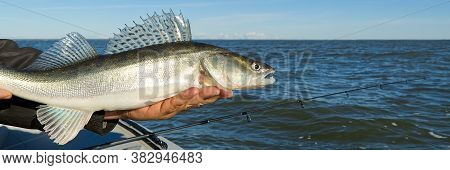 Fisherman Holds A Caught Zander Or Pike Perch In Hands Against The Background Of The Baltic Sea. Fis