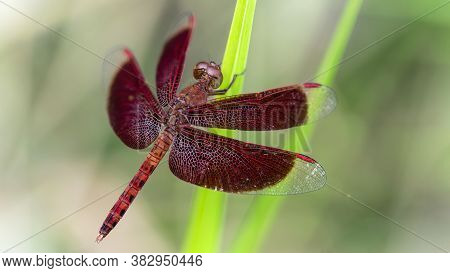 gracious red dragonfly on a blade of grass, wings wide open, macro photo. elegant and fragile insect from the odonata family near a pond in the jungle of Koh Lanta, Thailand