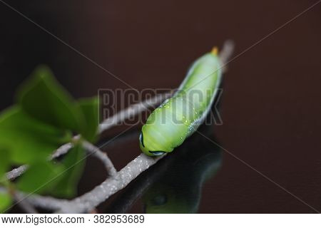 Oleander Hawkmoth Caterpillar  (daphnis Nerii, Sphingidae) On The Branch Of Tree With Dark Backgroun