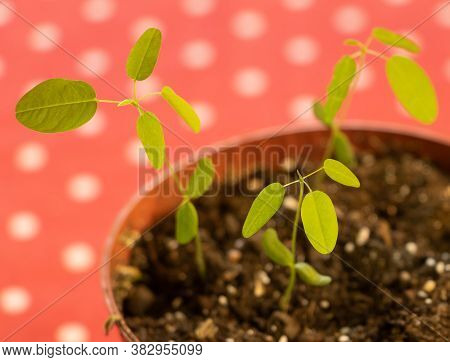 The Dancing Plant Or Telegraph Plant Seedlings. Desmodium Gyrans. Incredible Plant Who Dances To Mus