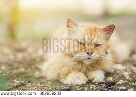Sidet View Of A Grumpy Persian Cat Facing In The Gardens Naturel Background, Looking At The Camera