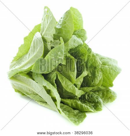 Lechuga romana