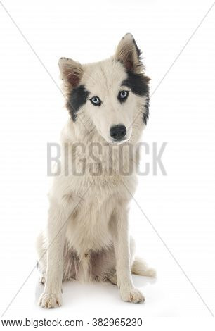 Yakutian Laika In Front Of White Background