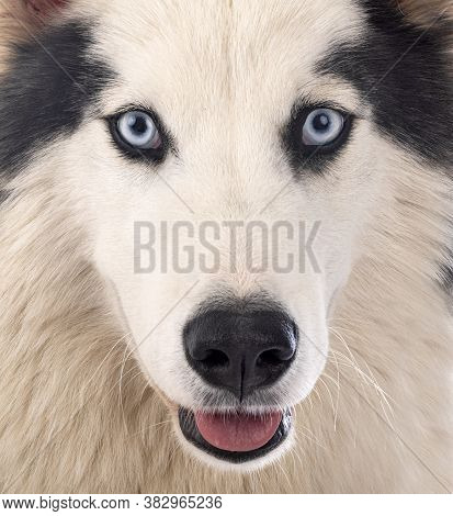 Yakutian Laika In Front Of White Background