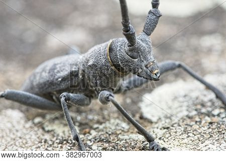 Male Of Longhorn Beetle, Morinus Asper, On Tree Bark With Lichens.